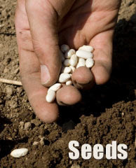 Organic Gardening Seeds