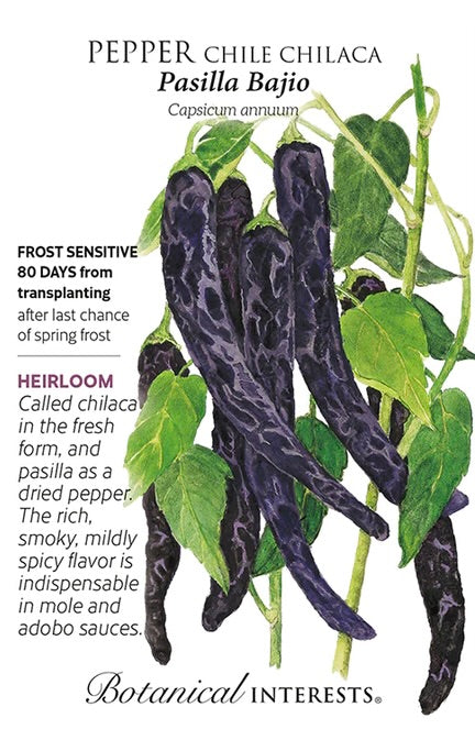 Pasilla Bajío Chile Chilaca Pepper Seeds