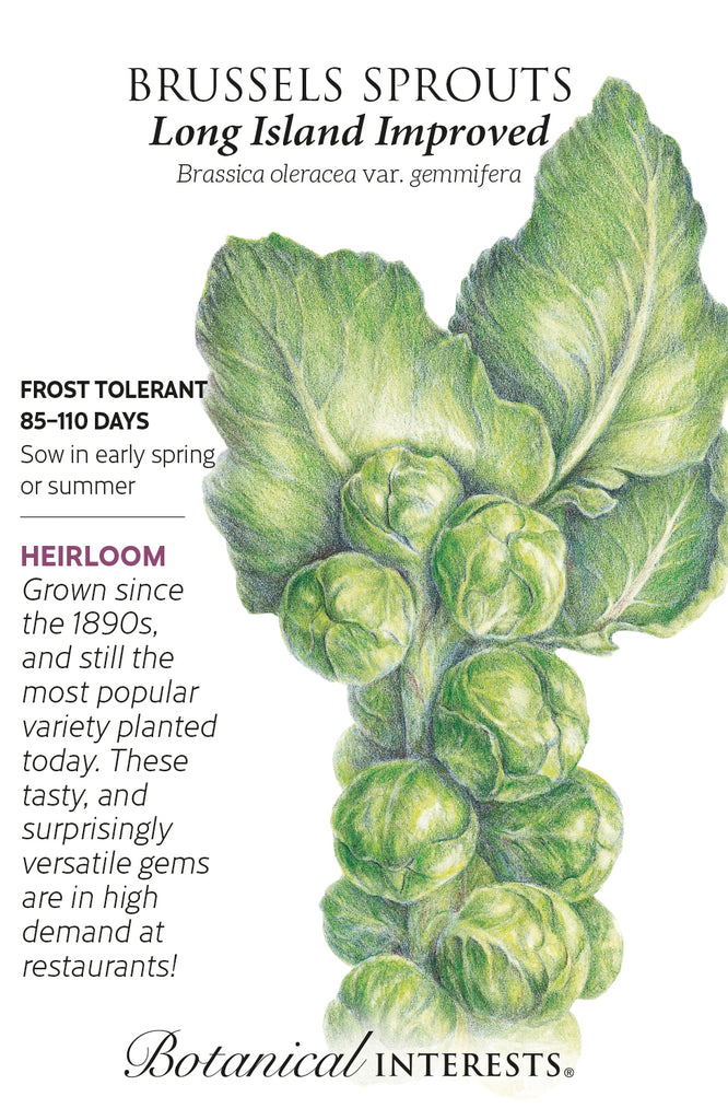 Long Island Improved Brussels Sprouts Seeds