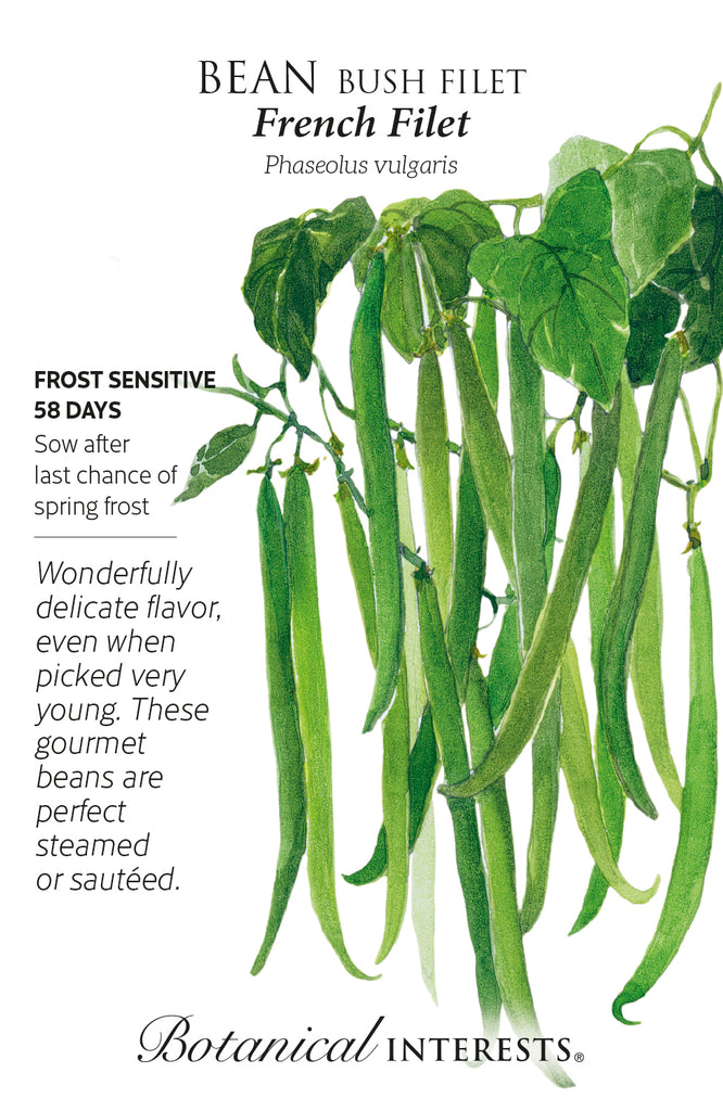 French Filet Bush Filet Bean Seeds