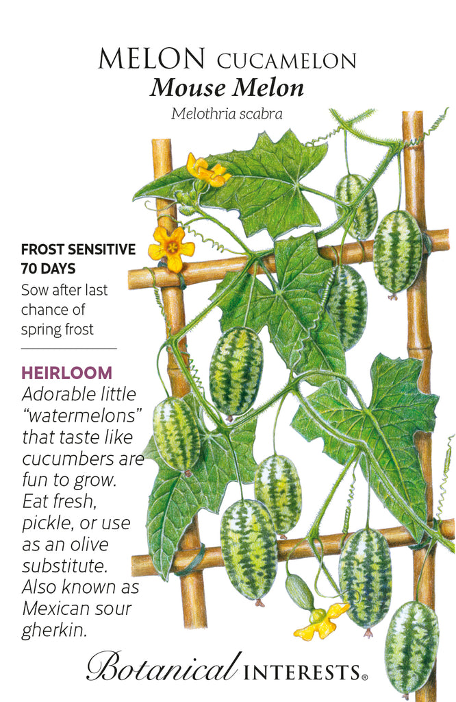 Mouse Melon Cucamelon Seed