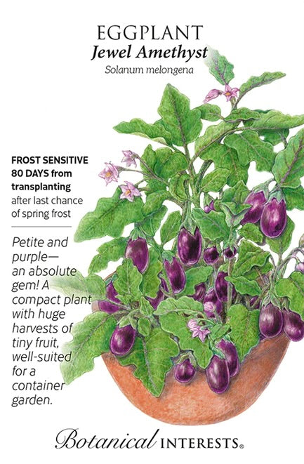 Jewel Amethyst Eggplant Seed