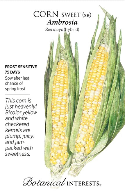 Ambrosia Sweet Corn Seed