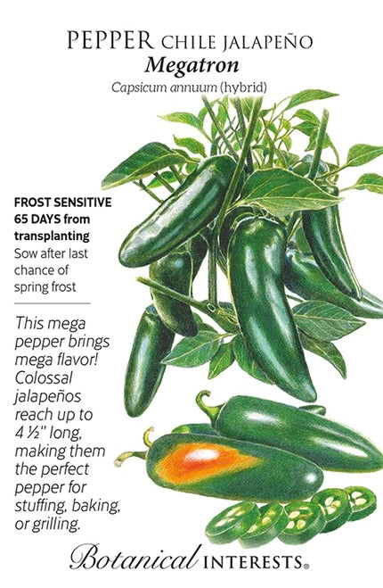 Megatron Chile Jalapeño Pepper