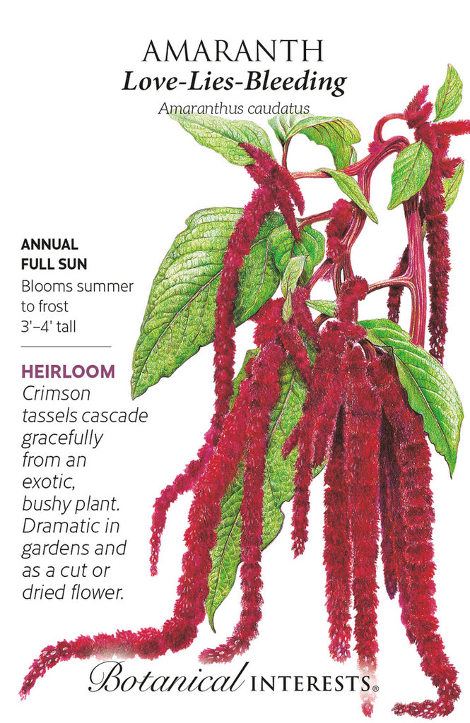 Love Lies Bleeding Amaranth Seeds