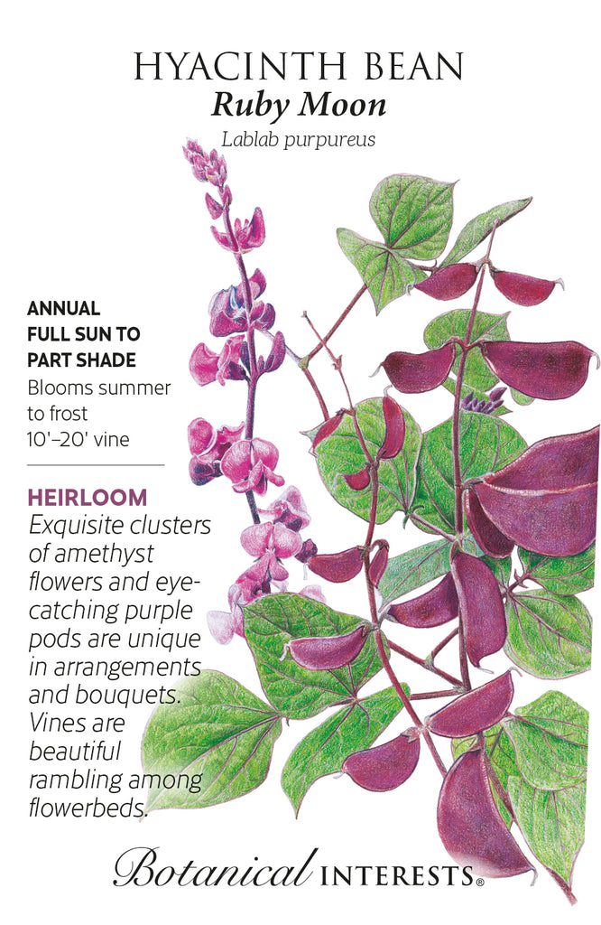 Ruby Moon Hyacinth Bean Seeds