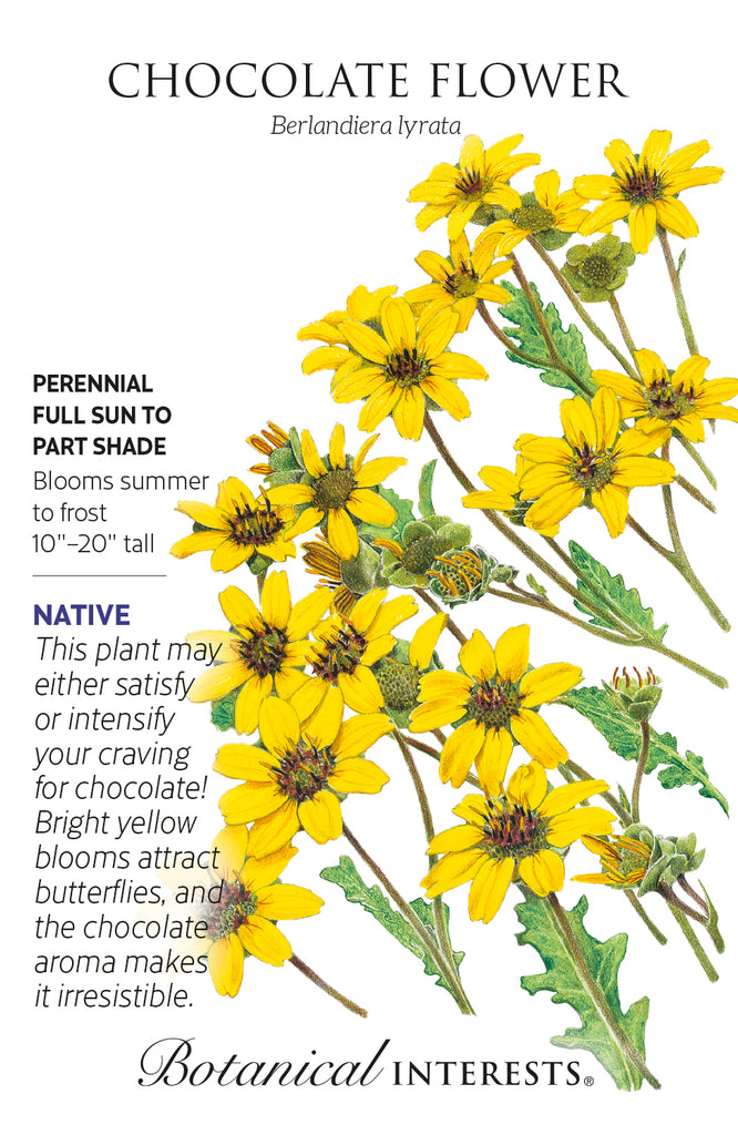 Chocolate Flower Seeds