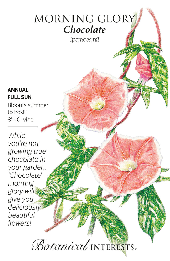Chocolate Morning Glory Seeds