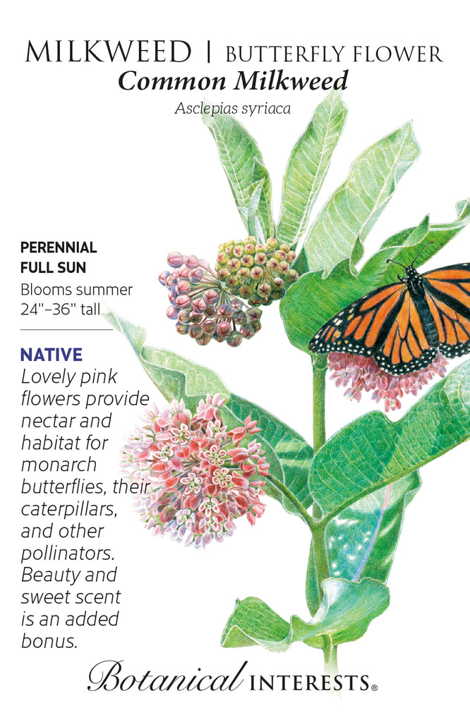 Common Milkweed Seeds