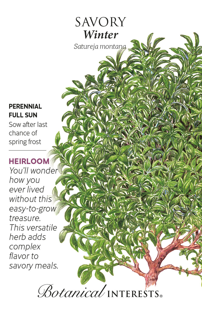 Winter Savory