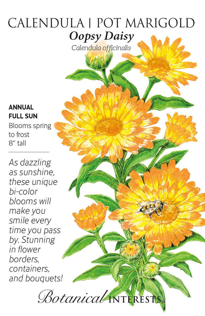 Oopsy Daisy Calendula Pot Marigold Seed