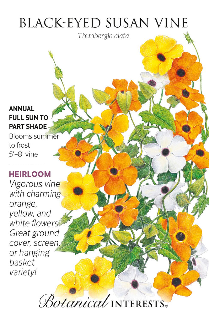 Black Eyed Susan Vine Seeds