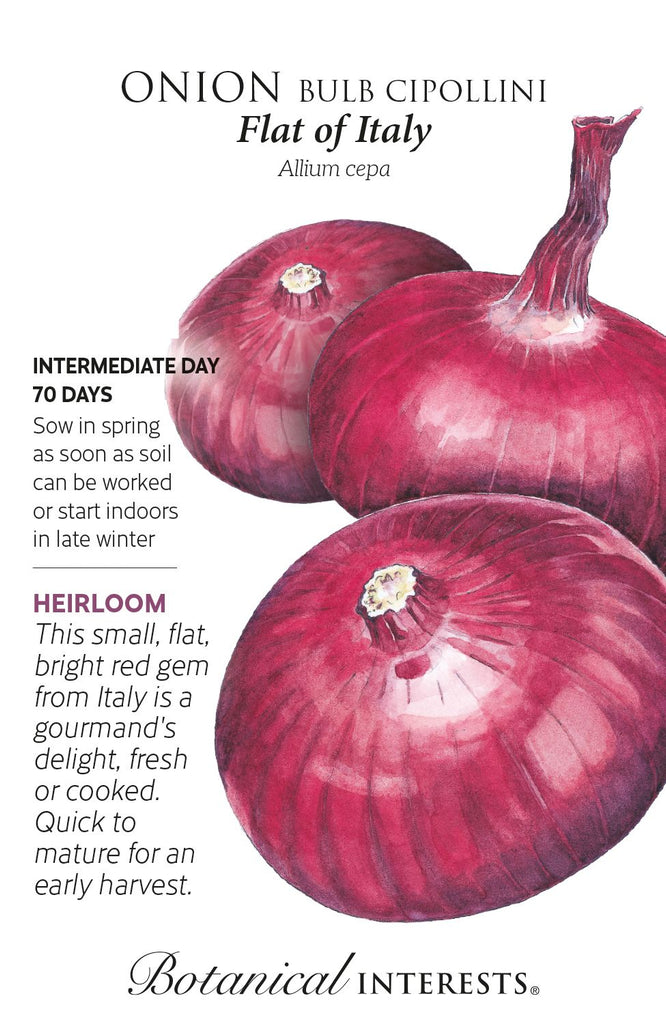 Flat of Italy Onion Seed