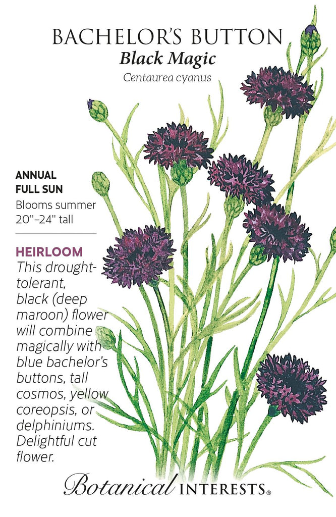 Black Magic Bachelor Button