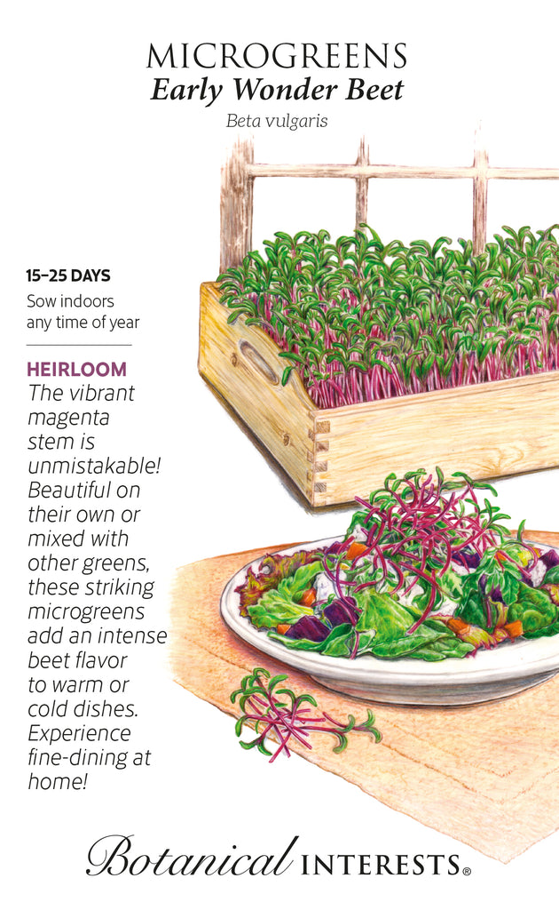 Early Wonder Beet Microgreens
