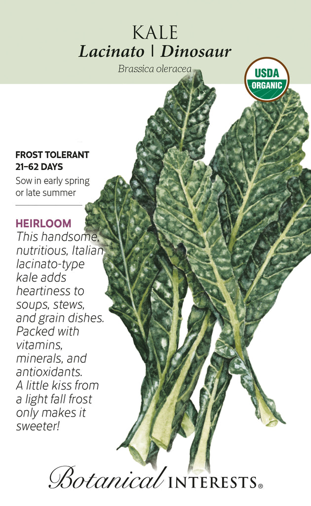 Lacinato Kale Organic Seed