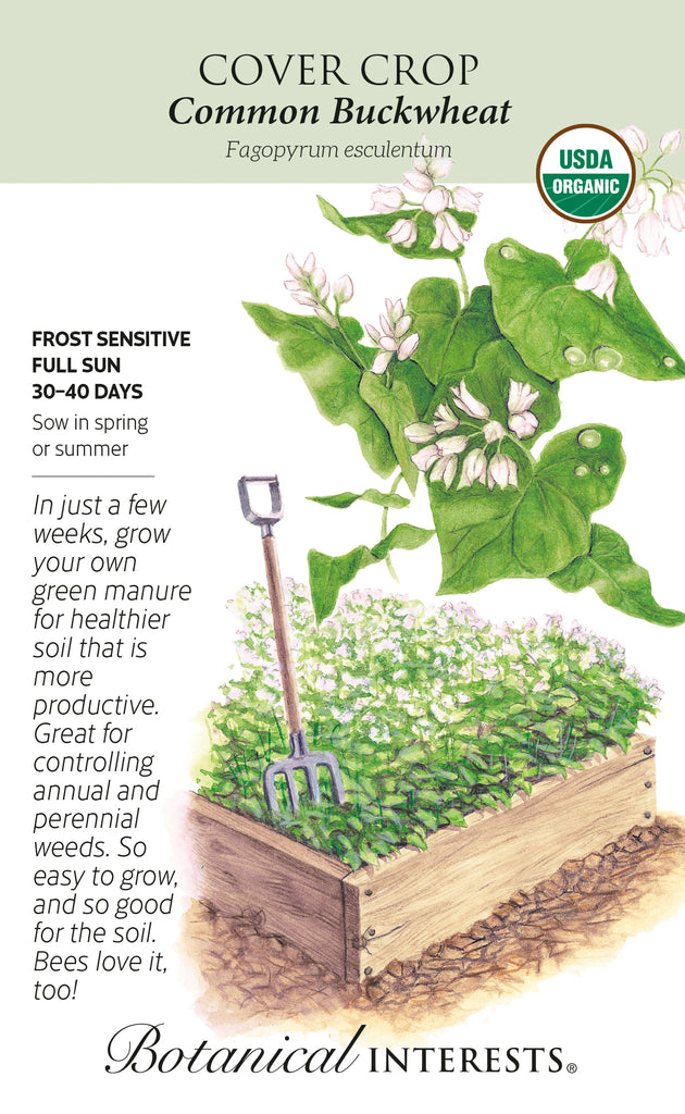 Common Buckwheat Cover Crop Seed