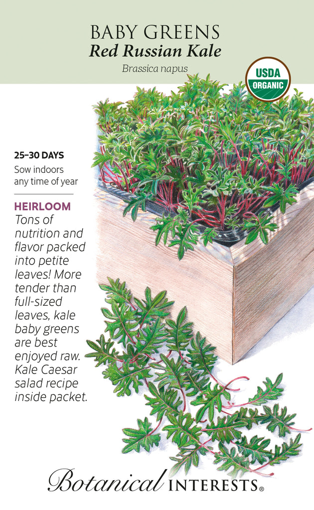 Red Russian Kale Baby Greens Seeds