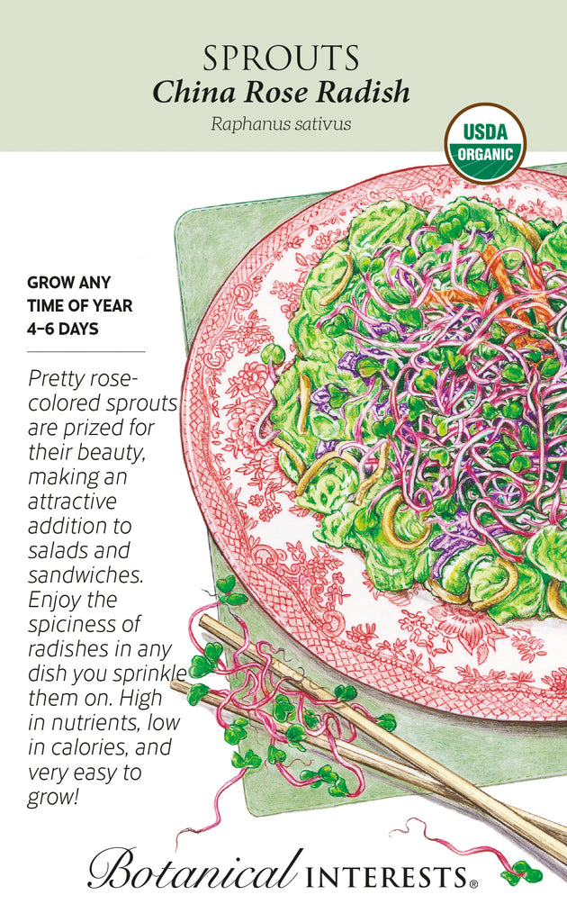 China Rose Radish Sprouts