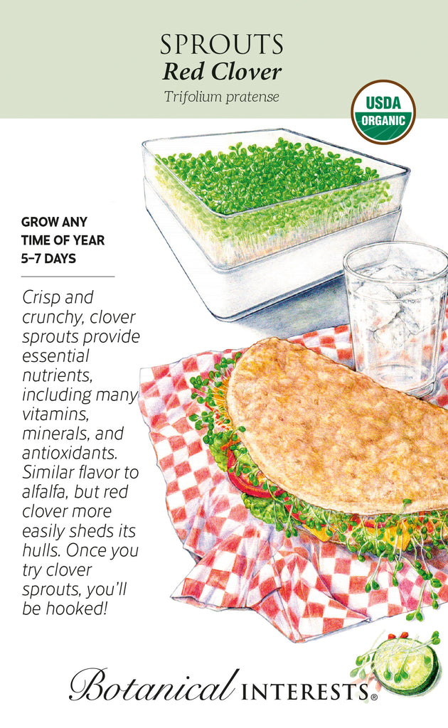 Red Clover Sprouts Seeds