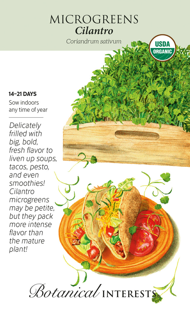 Cilantro Microgreens Seeds