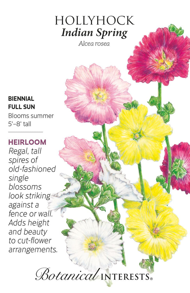 Indian Spring Hollyhock