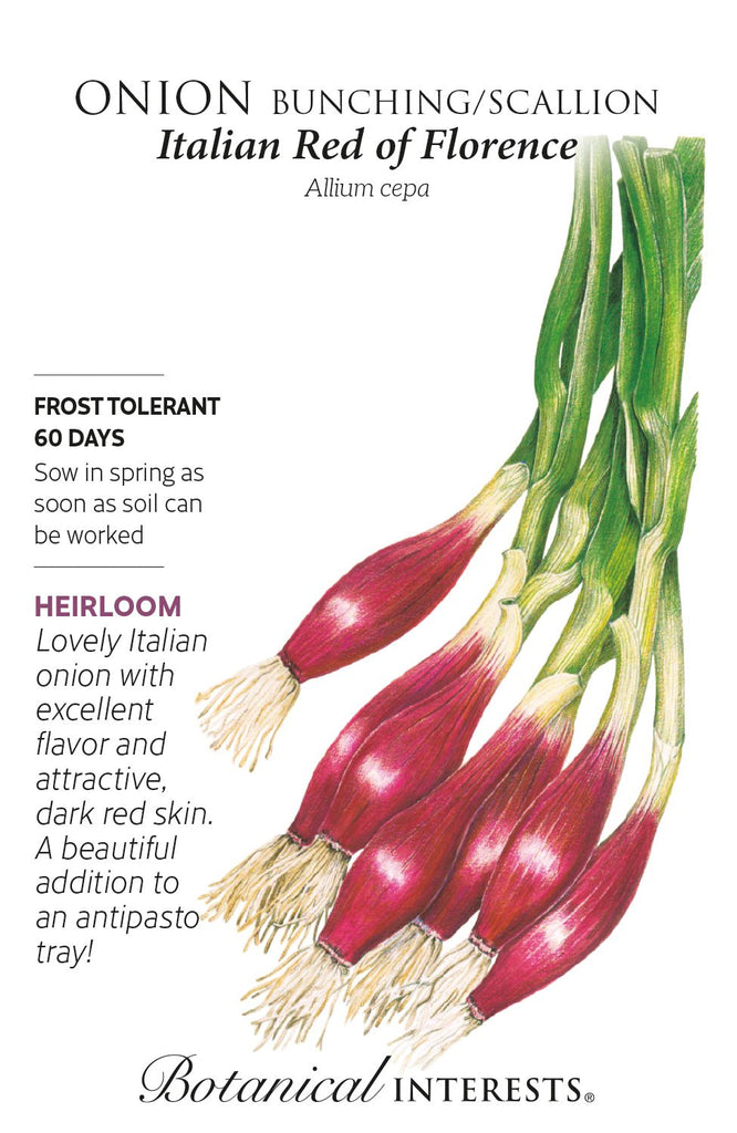 Italian Red of Florence Bunching/Scallion Onion