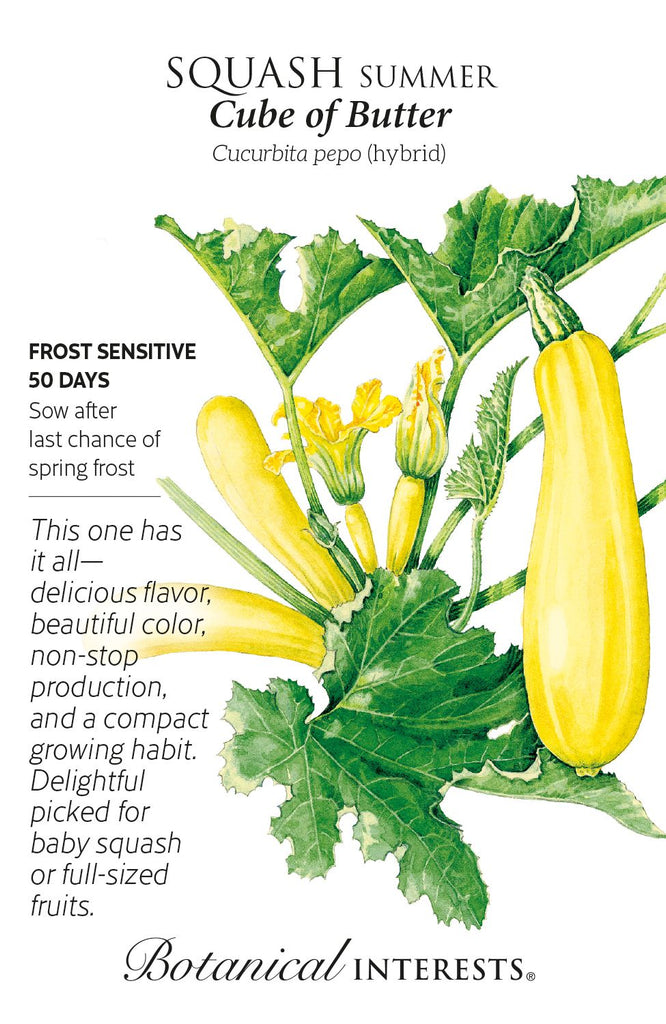 Cube of Butter Summer Squash Seeds