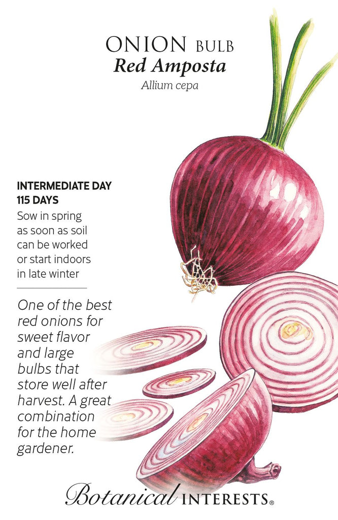 Amposta Red Bulb Onion Seeds