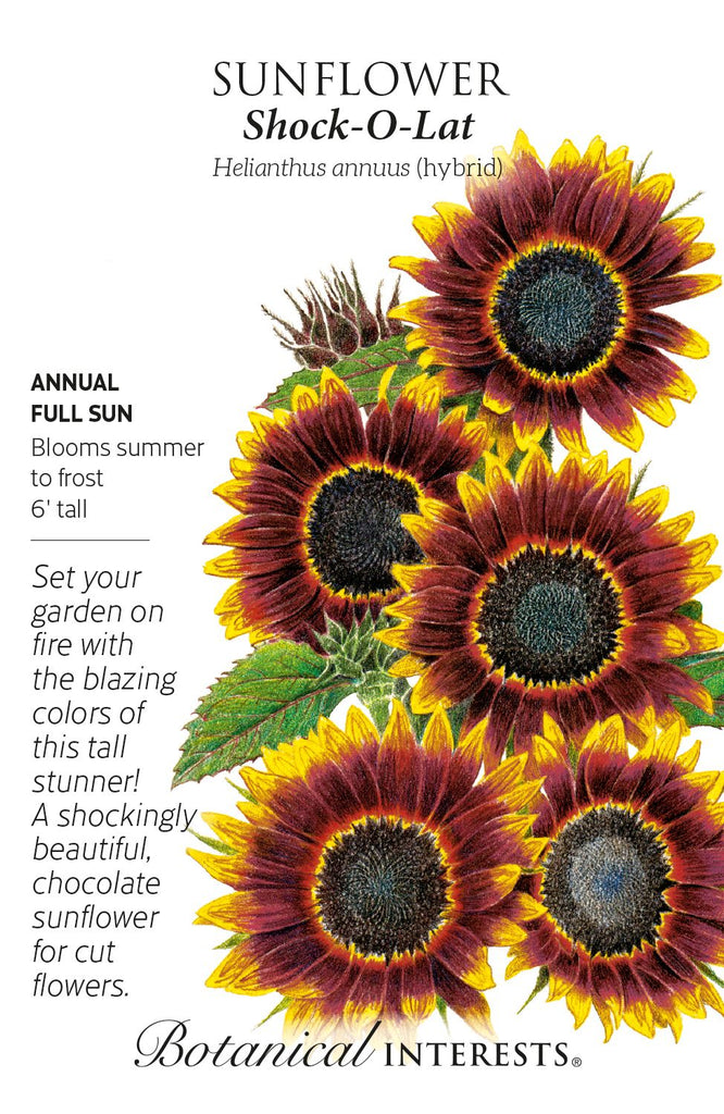 Shock-O-Lat Sunflower Seeds
