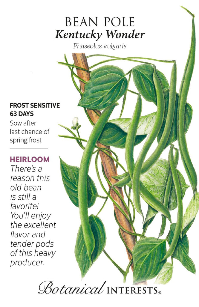 Kentucky Wonder Pole Bean