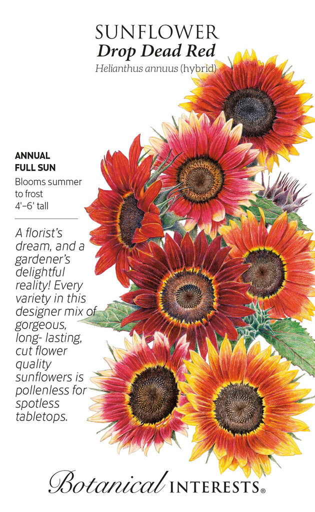 Drop Dead Red Sunflower Seeds