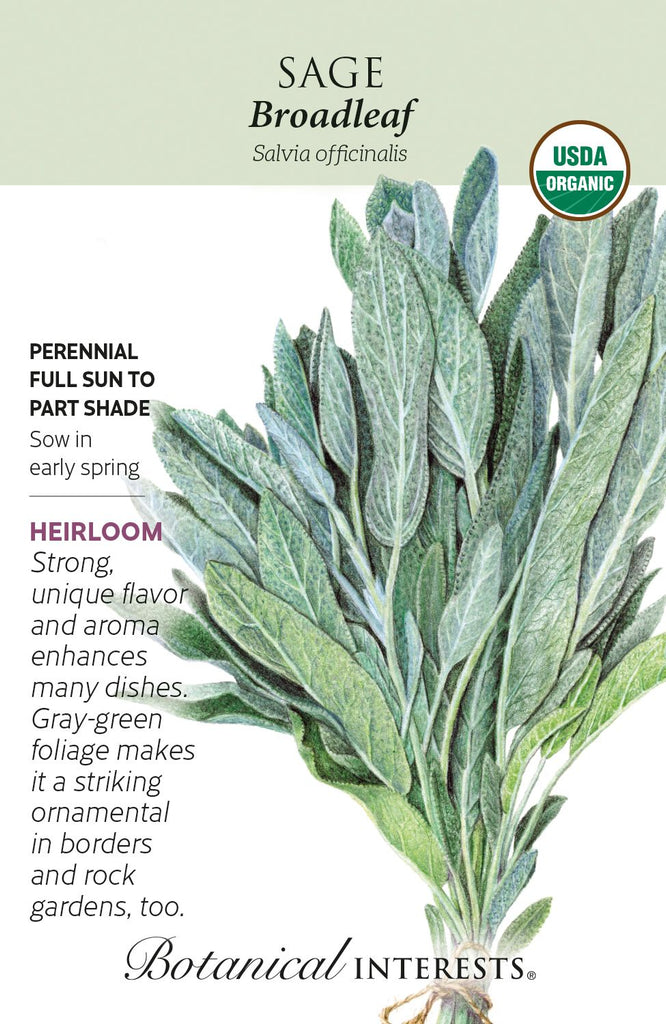 Broadleaf Sage Seeds