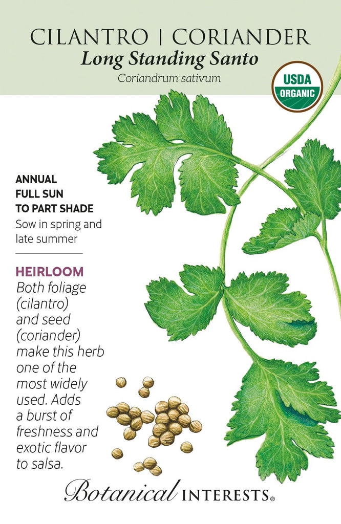 Long Standing Santo Cilantro/Coriander
