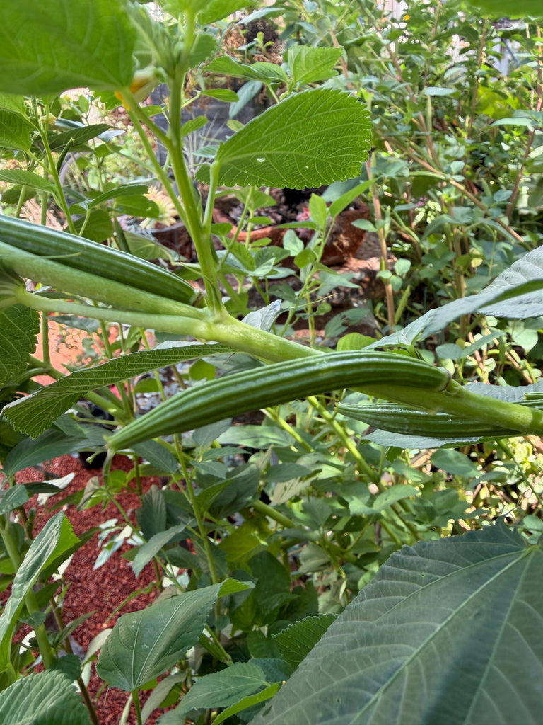 Egyptian Spinach Seeds