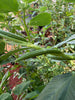 Egyptian Spinach Seeds