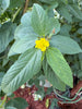 Egyptian Spinach Seeds