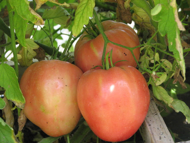 Bread & Salt Tomato