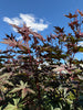 Castor Bean Seeds