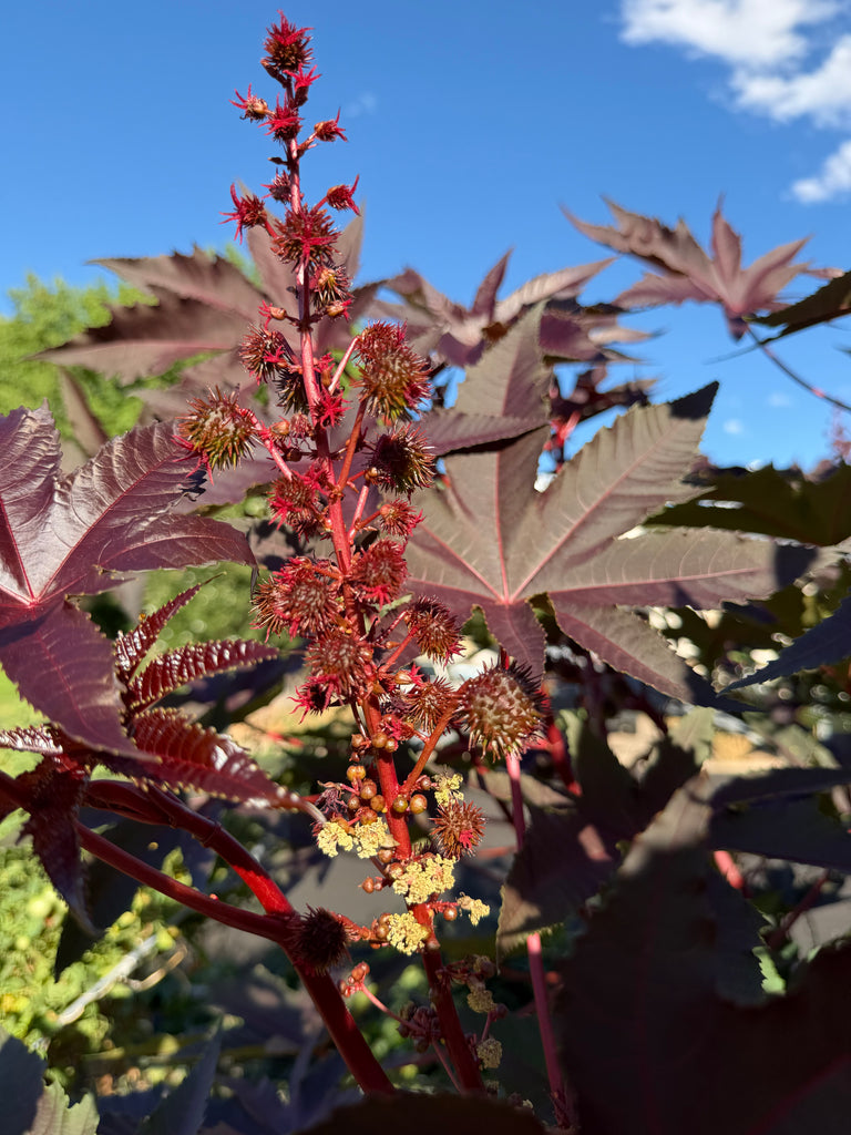 Castor Bean Seeds