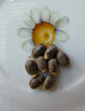 Castor Bean Seeds