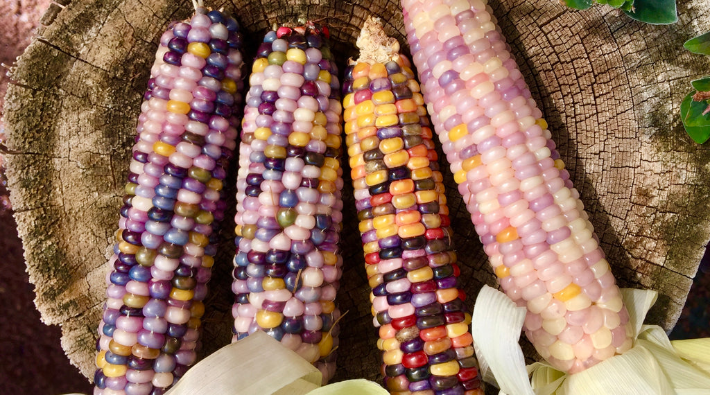 Glass Gem Corn Seeds