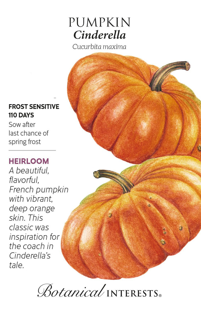 Cinderella Pumpkin