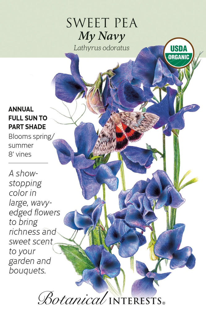 My Navy Sweet Pea Seeds