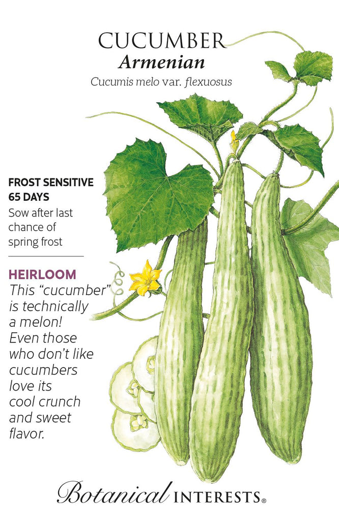 Armenian Cucumber
