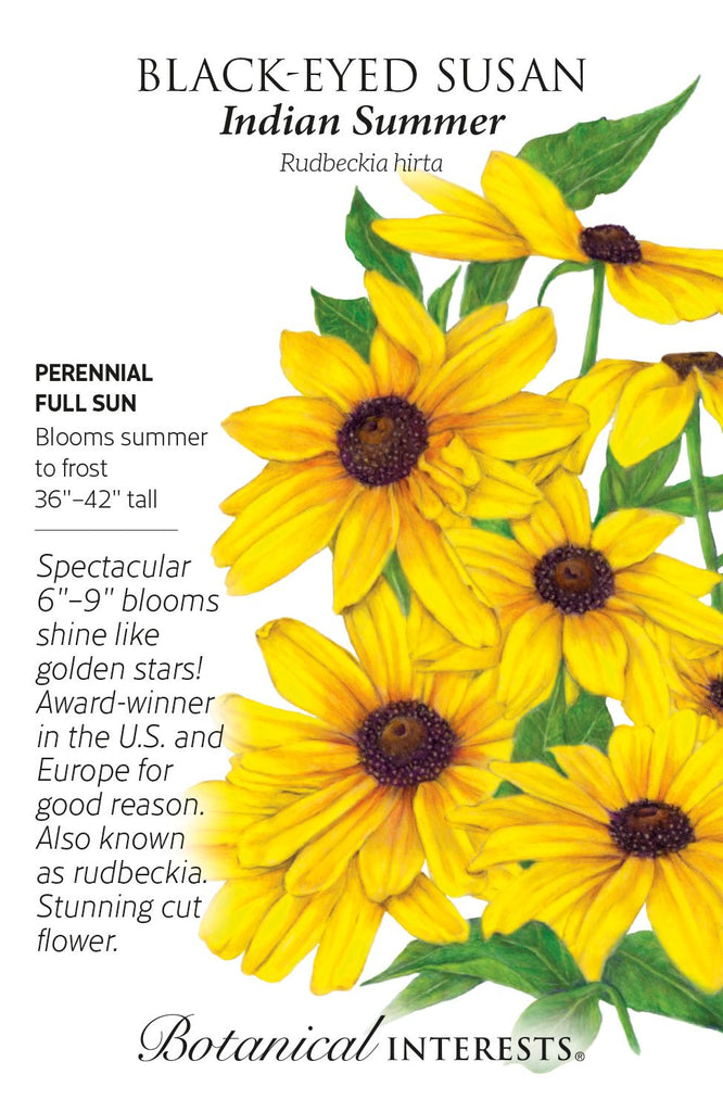 Indian Summer Black-Eyed Susan