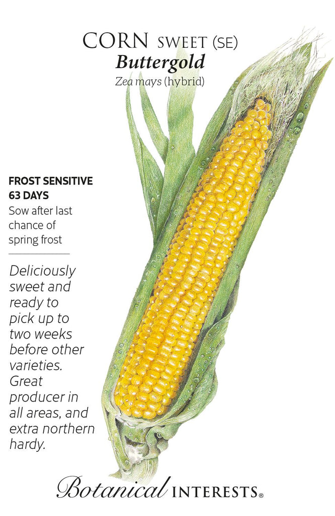 Buttergold Sweet Corn Seeds