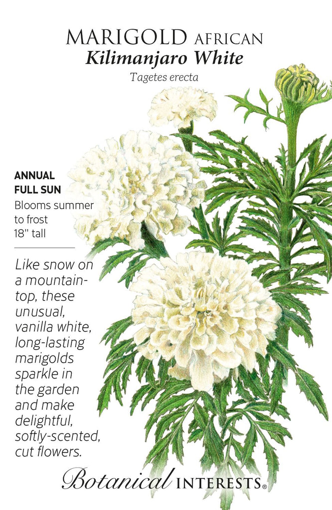 Kilimanjaro White African Marigold Seed