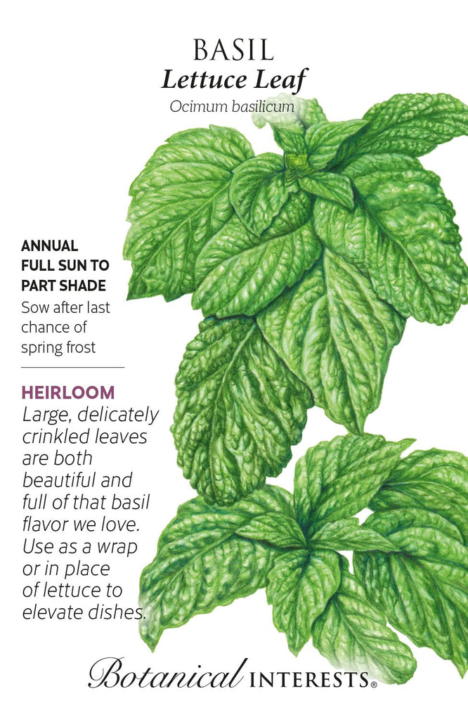 Lettuce Leaf Basil Seeds