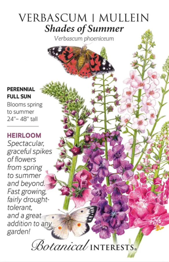 Shades of Summer Verbascum Mullein Seeds
